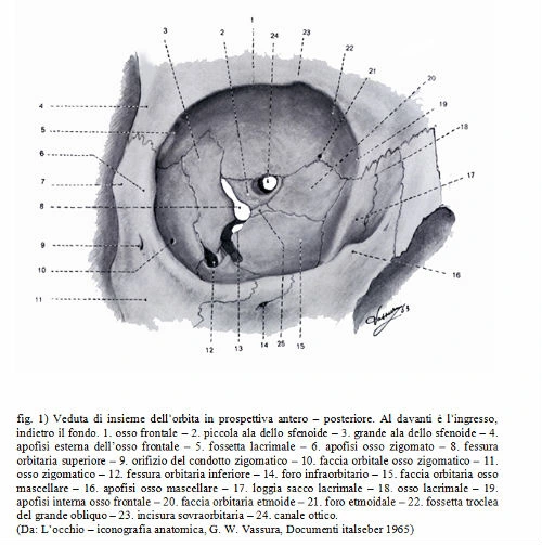Cenni di anatomia dell’orbita (fig. 1)